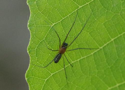 Neriene radiata